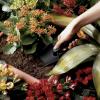 imageFiskars 3401101001 Seed Planting Trowel Black1 Pack