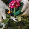 imageFiskars MicroTip Rose Pruning Shears 6quot Garden Shears NonStick Coated Stainless Steel Blade Gardening Scissors with SoftGrip HandlePruning Shears Comfort Loop Handles