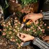 imageFiskars MicroTip Rose Pruning Shears 6quot Garden Shears NonStick Coated Stainless Steel Blade Gardening Scissors with SoftGrip HandlePruning Shears Comfort Loop Handles