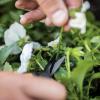 imageFiskars MicroTip Rose Pruning Shears 6quot Garden Shears NonStick Coated Stainless Steel Blade Gardening Scissors with SoftGrip HandlePruning Snips Non Stick 2 Pack