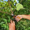 imageFiskars Pruning Shears Bypass Pruner that Cuts Through Stems up to 34Inch PowerGear Technology For More Power on Every CutSoftgrip