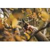 imageFiskars Bypass Garden Pruners L XSeries PowerGear P961 with Rolling Handle for Fresh Branches and Twigs NonStick Coated Stainless Steel Blades Length 222 cm BlackOrange 1057175Xseries P961