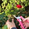 imageFiskars Floral Pruning Shears  Plant Cutting ScissorsGarden Clippers For Deadheading and Working with Flowers  Rose Petal PinkRose Petal Pink