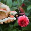 imageFiskars Floral Pruning Shears  Plant Cutting ScissorsGarden Clippers For Deadheading and Working with Flowers  Rose Petal PinkSpring Bloom Light Pink