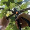 imageFISKARS Forged Steel Bypass Pruner  UltraDurable Ergonomic Design for Comfortable Use while Gardening  Cut and Prune Stems and Light Branches up to  diameter  375 Years of Quality1 PACK