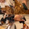 imageFiskars Pet Massage Brush Cat and Dog Brush Flexible Silicone Bristles ampamp SoftGrip Handle for Gentle Deshedding 65 OrangeBlack