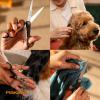 imageFiskars Pet Trimming Scissors Dog ampamp Cat Grooming Scissors Precision Stainless Steel Blades ampamp SoftGrip Handle 675 OrangeBlack