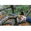 imageFiskars Pruning Saw Gifts for Dad Fixed Handle Tree Cutting Tool 13 BlackOrange