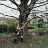 imageFiskars 713 ft Extendable Tree Pruner Telescoping Pole Pruner with 2 Cutting Modes for Fast amp Powerful Cuts Long Reach Tree Trimmer for High Branches amp Tall Trees Rotating Head Garden amp Yard Care716 ft Chain Drive Saw  Pruner