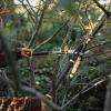 imageFiskars DualAction Lopper 2in1 Lopper with Dual Cutting Modes S Mode for Precise Snips for Stems L Mode for Power Through Branches Low Friction Steel Blade 2 Cutting Capacity24 Standard Bypass